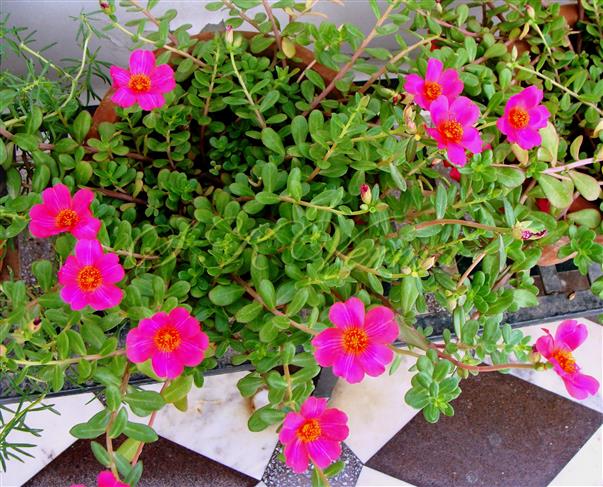  Plants